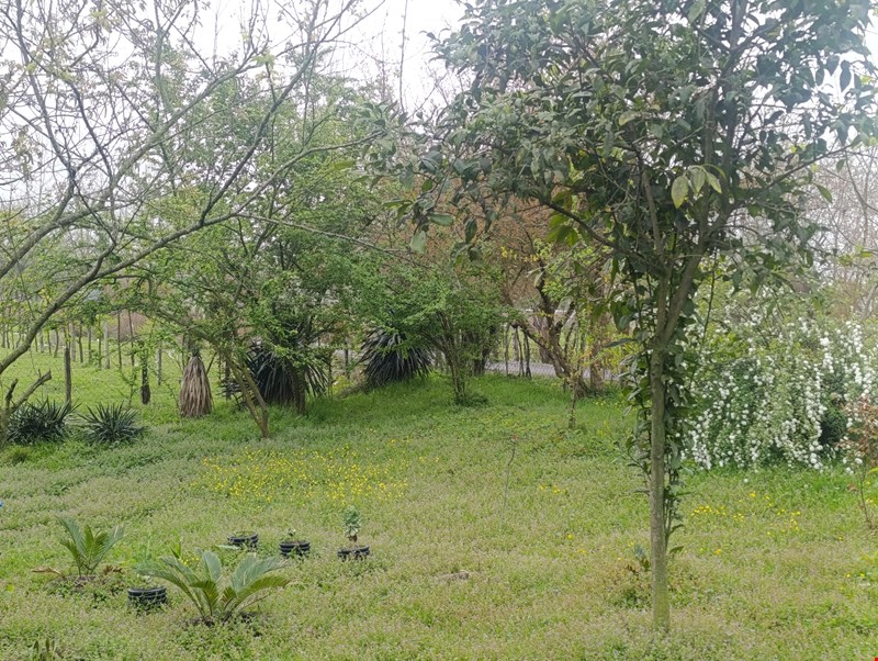  کاربری   - موجود  - مسکونی  - زمین  - شش دانگ 
